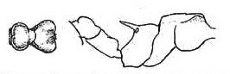 {short description of image}