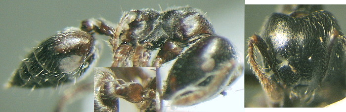 {Crematogaster libengensis}