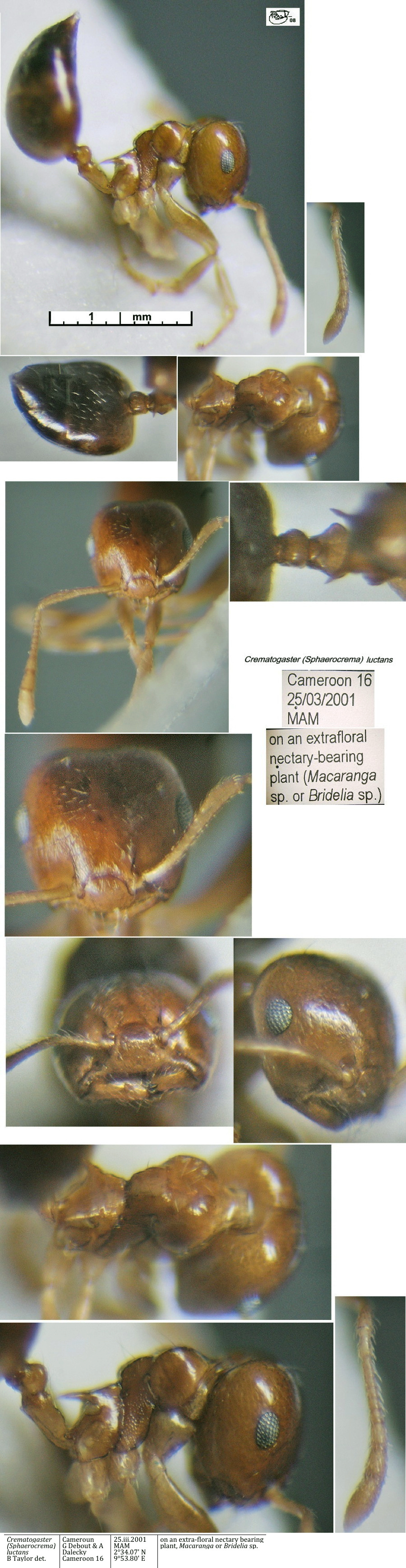 {Crematogaster (Sphaerocrema) luctans}