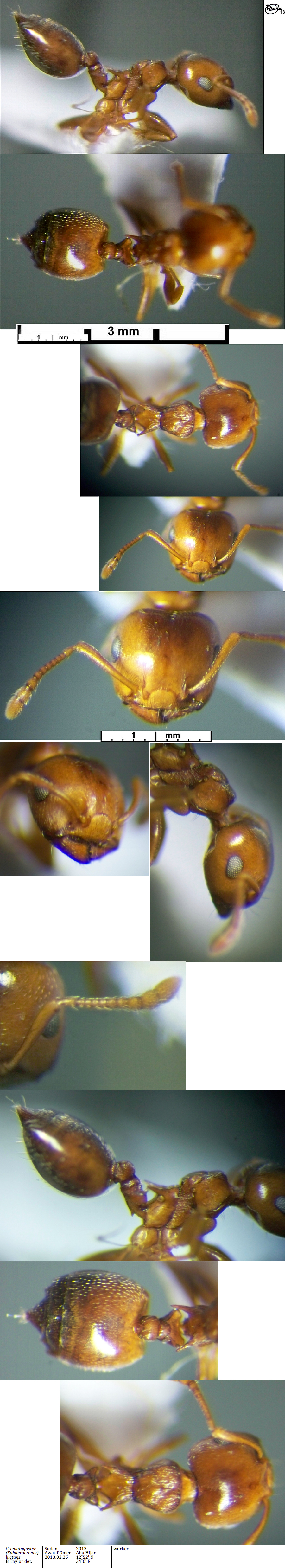 Crematogaster luctans