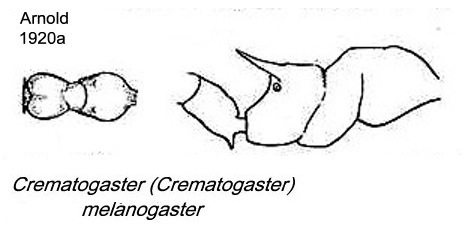 Crematogaster melanogaster
