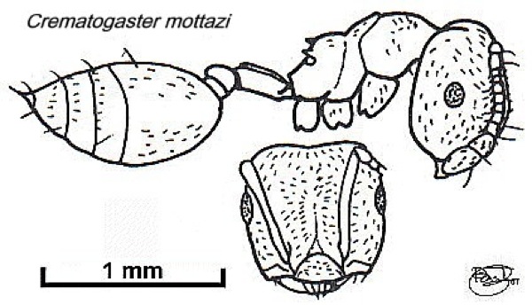 {Crematogaster (Atopogyne) sp A}