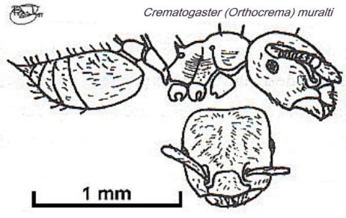 {Crematogaster (Orthocrema) muralti}