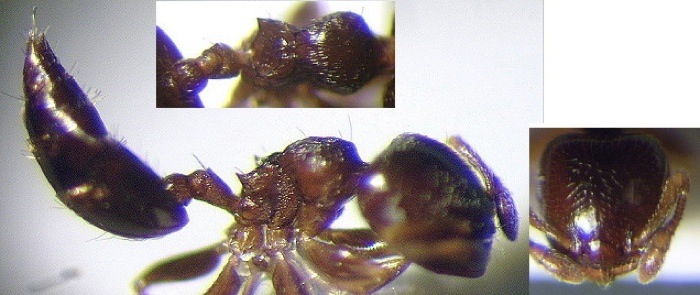 {Crematogaster muralti}