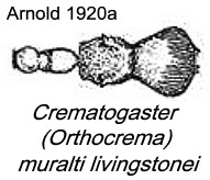 {Crematogaster ugandensis livingstonei}