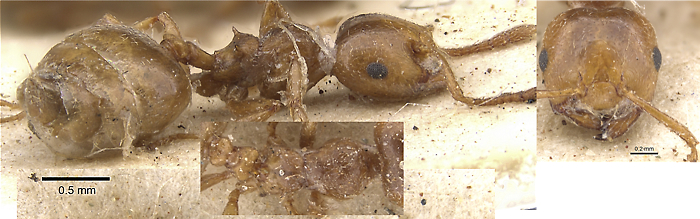 {Crematogaster neuvillei cooperi}