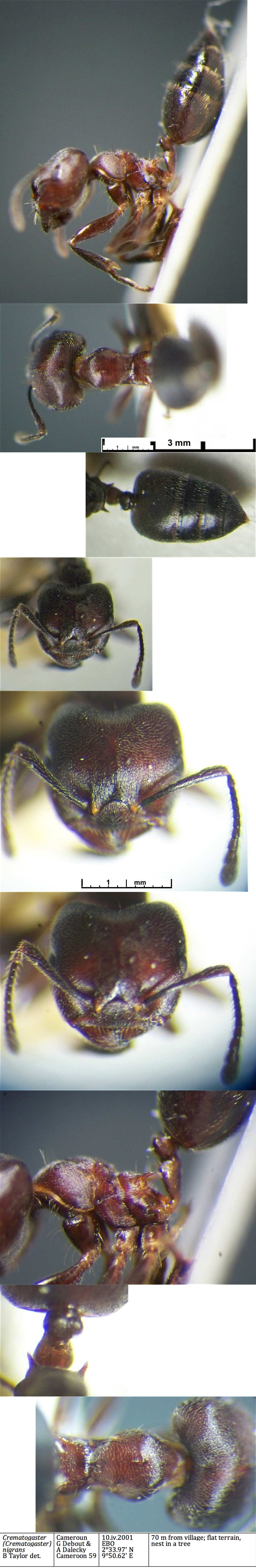 {Crematogaster impressiceps major}