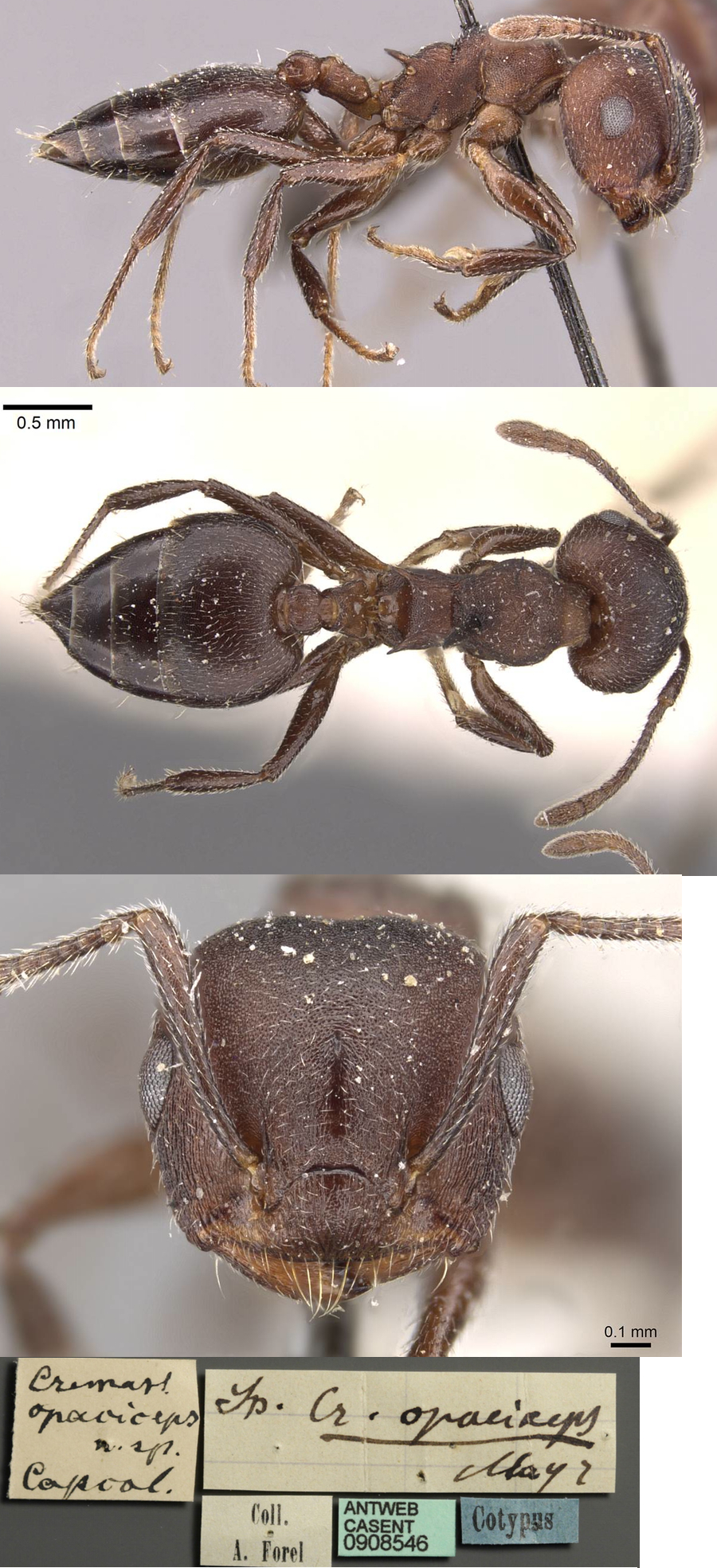 {Crematogaster opaciceps}