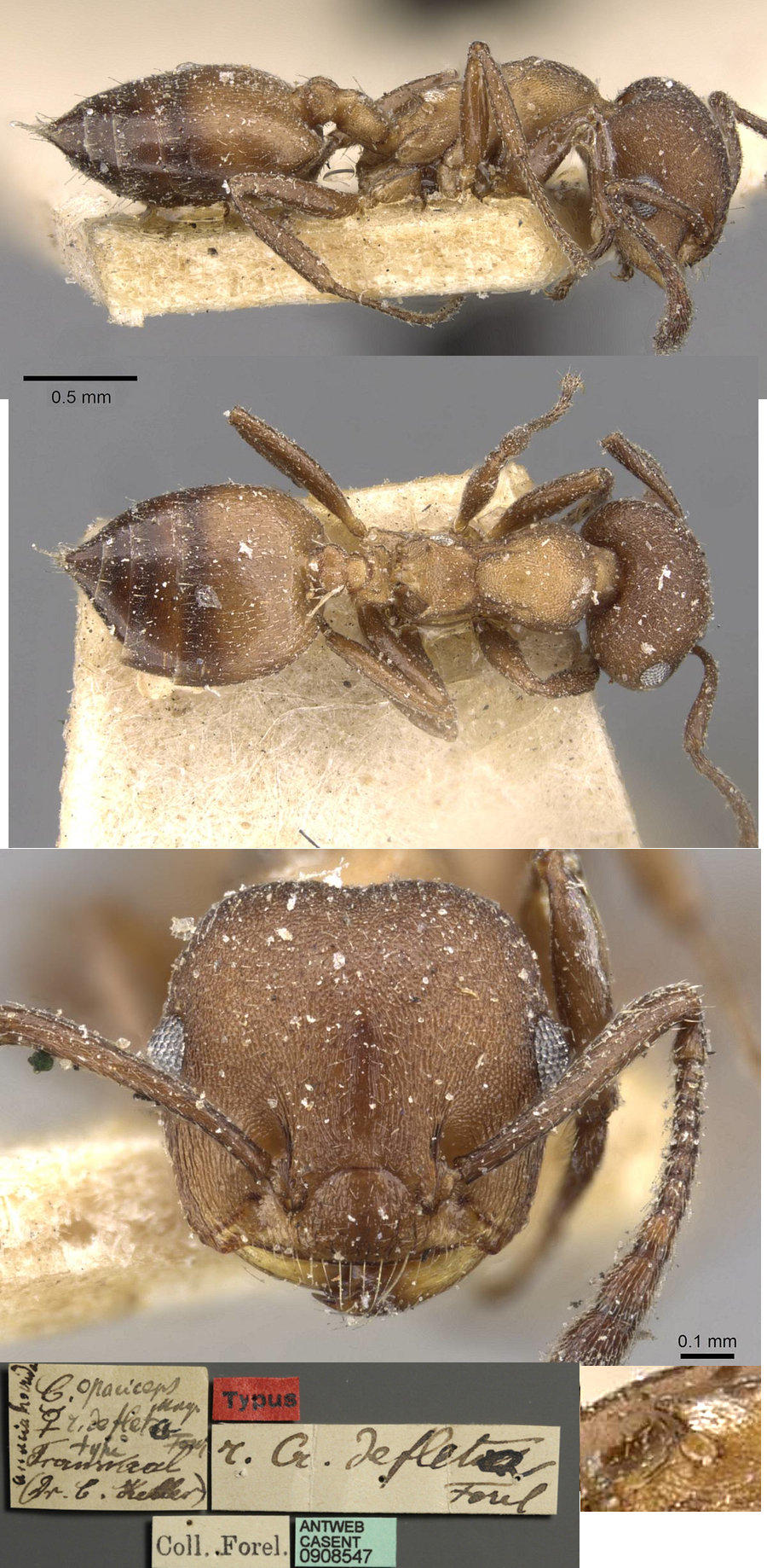 {Crematogaster opaciceps}