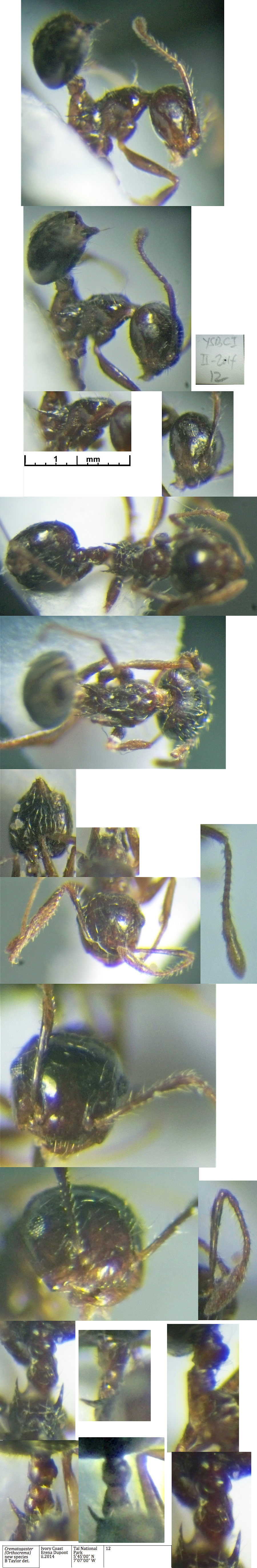 {Crematogaster (Orth.) new species Dupont}