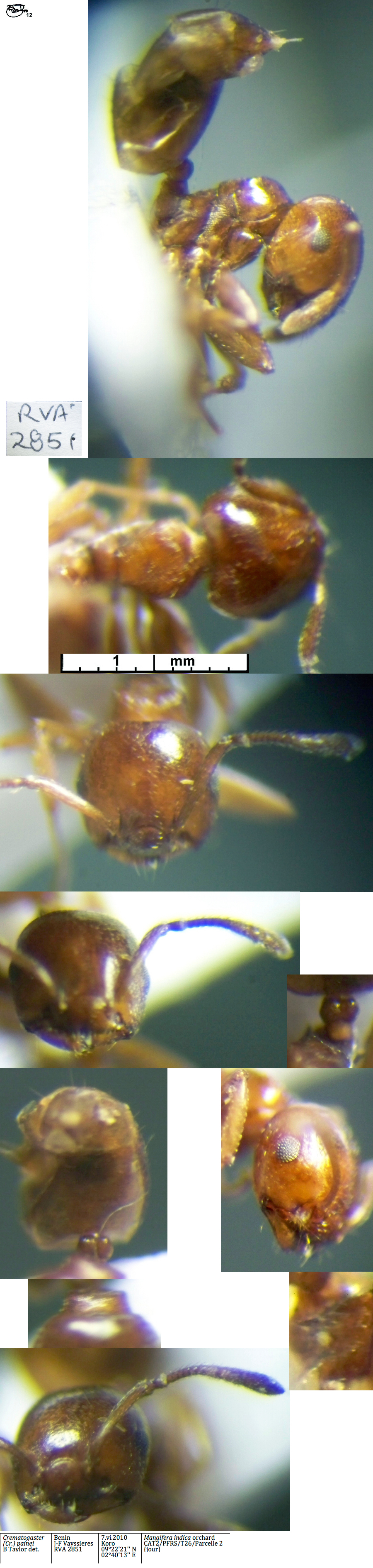 Crematogaster painei worker