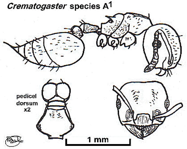 {Crematogaster (Cr.) sp A1}