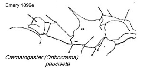 {Crematogaster pauciseta}