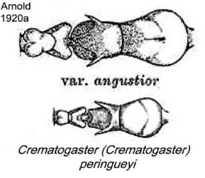 {Crematogaster peringueyi}