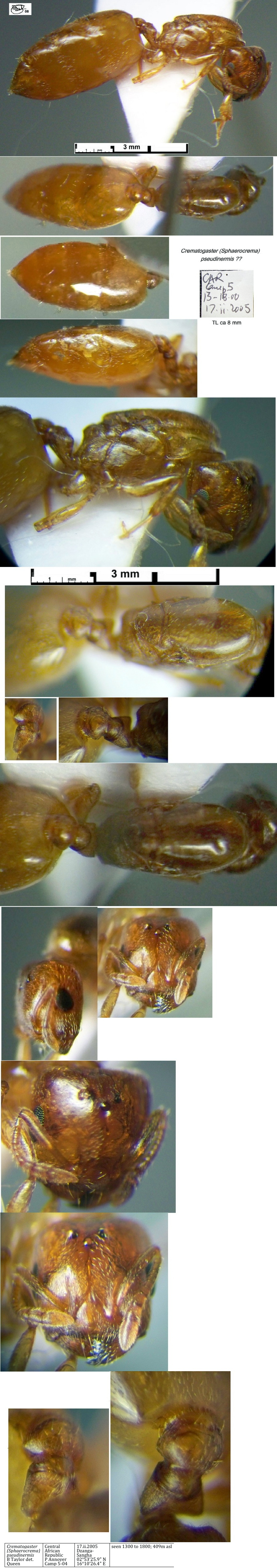 {Crematogaster (Sph.) pseudinermis queen ??}