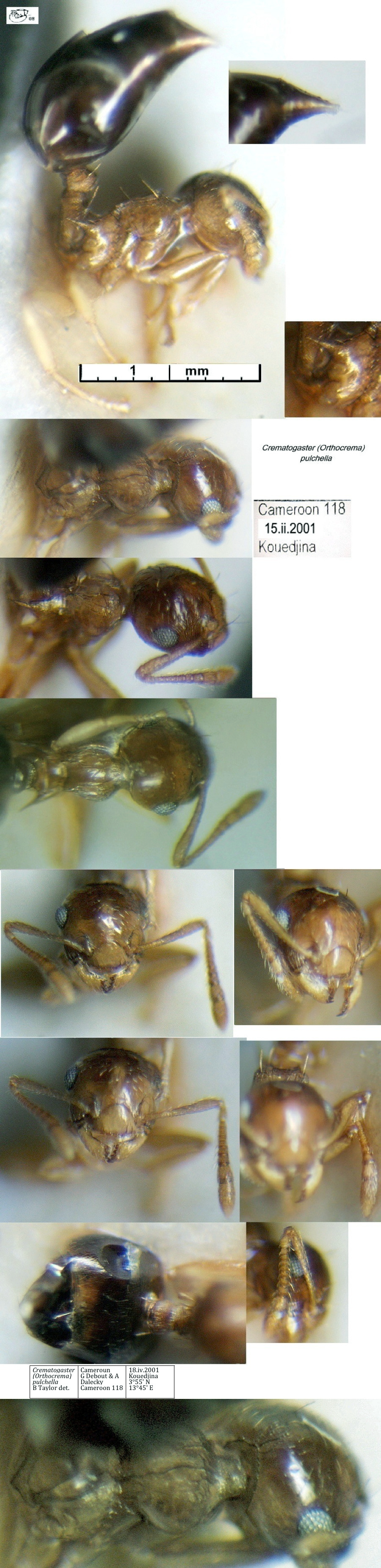 {Crematogaster (Orthocrema) pulchella}