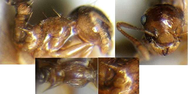 {Crematogaster pulchella}
