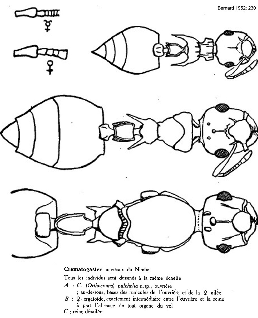 {Crematogaster pulchella}