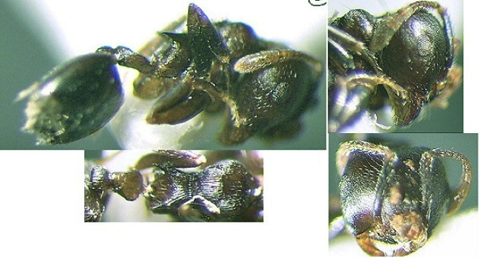 {Crematogaster rugosa}