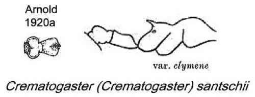 {Crematogaster santschii}