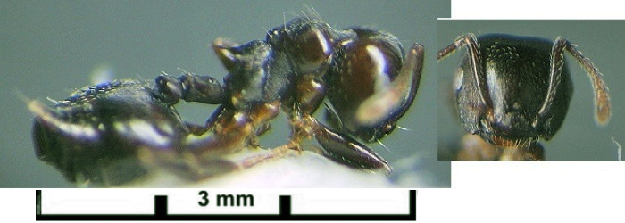 {Crematogaster stigmata}
