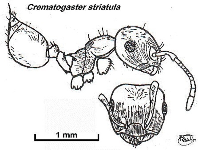 {Crematogaster striatula}