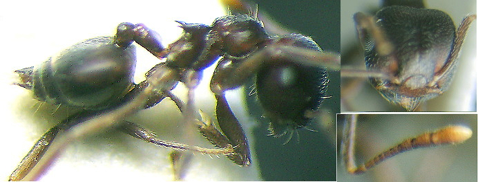 {Crematogaster striatula}