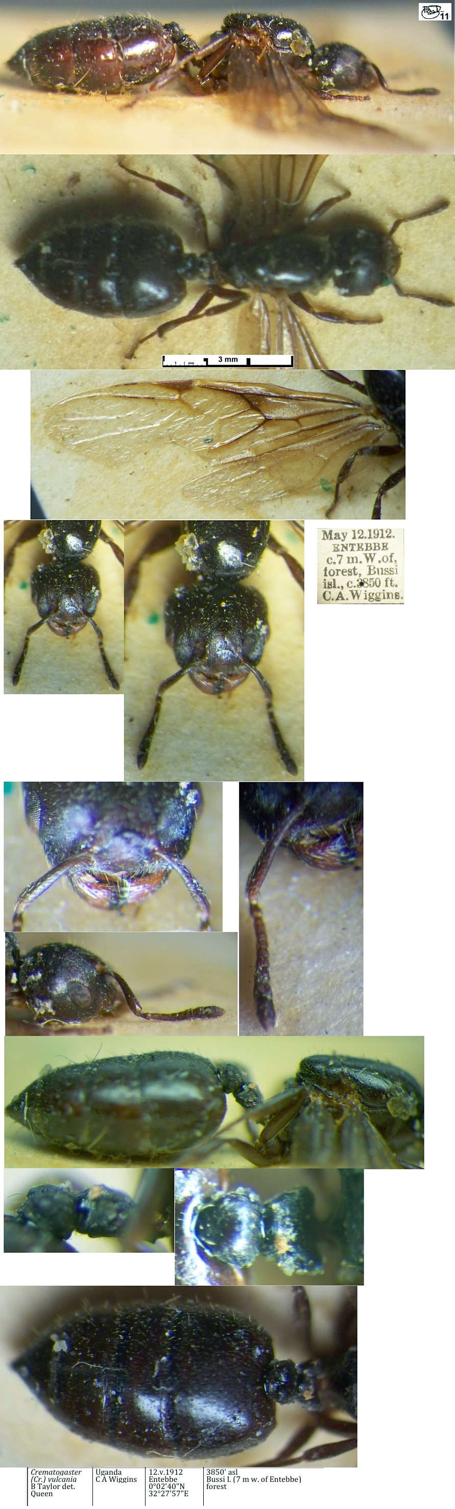 Crematogaster vulcania