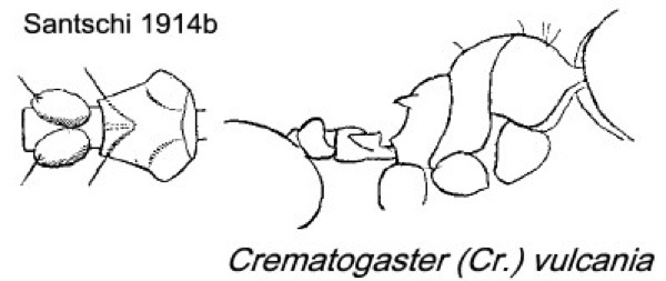 {Crematogaster (Cr.) vulcania}