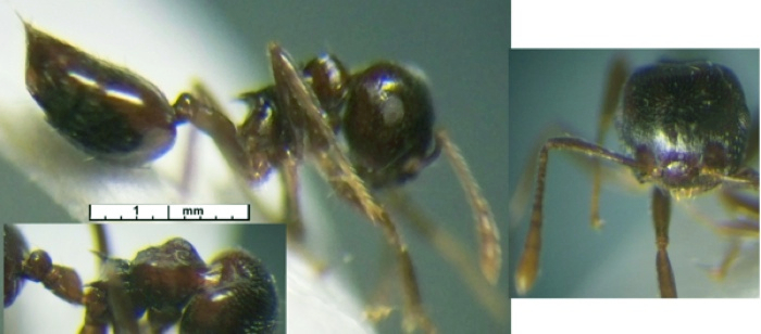 {Crematogaster zavattarii}