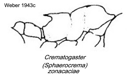 {Crematogaster (Sphaerocrema) zonacaciae}