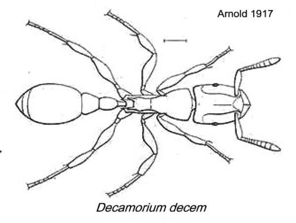 {Cecamorium decem}