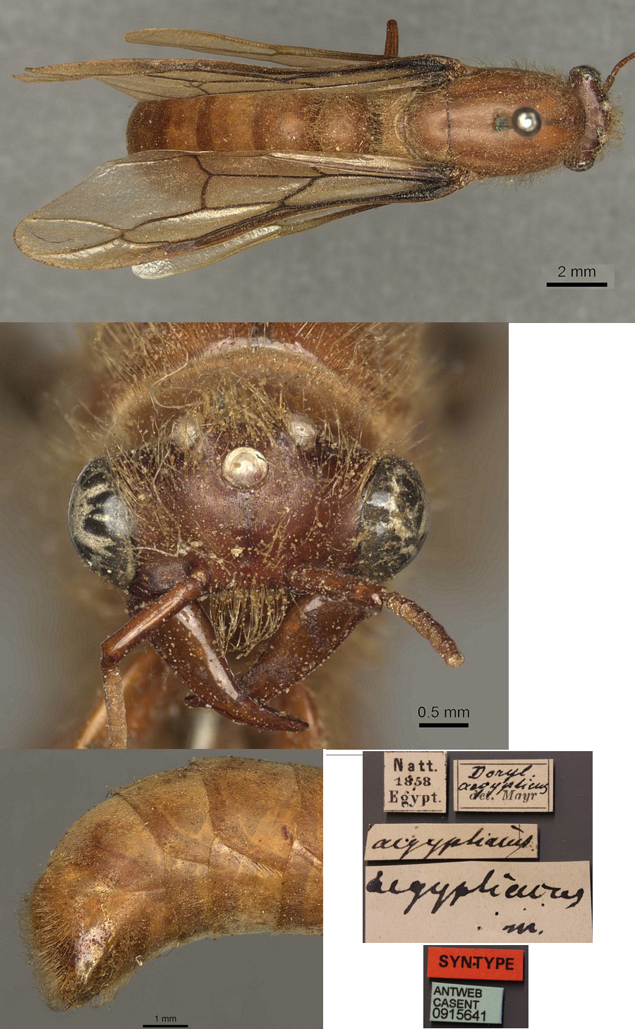 Dorylus aegyptiacus male