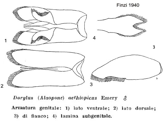 {Dorylus aethiopicus male genitalia}