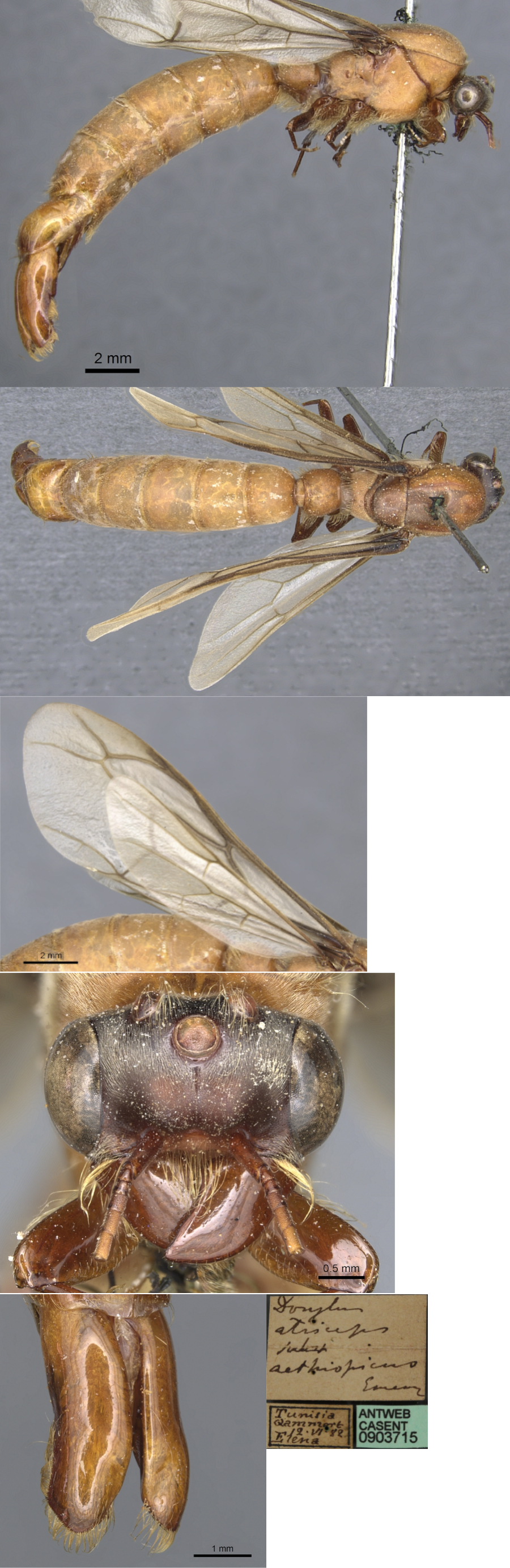 Dorylus aethiopicus male