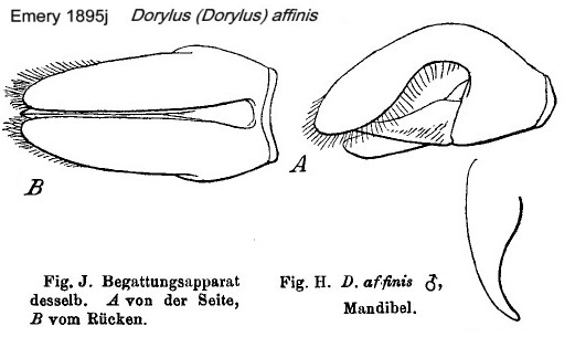 {Dorylus (Dorylus) affinis}