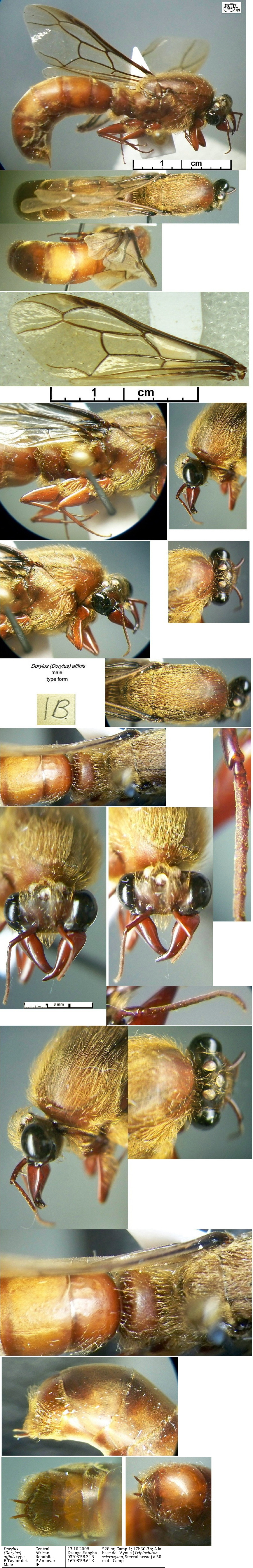 {Dorylus affinis male IB}