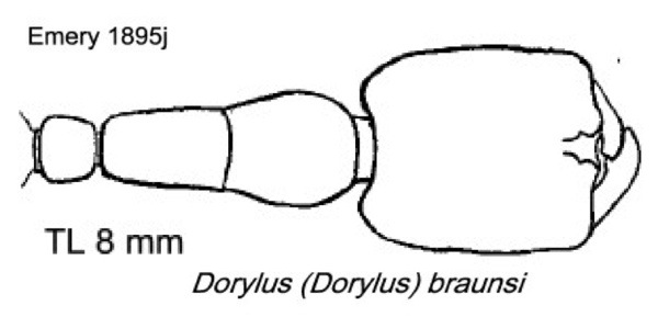 {Dorylus (Dorylus) braunsi}