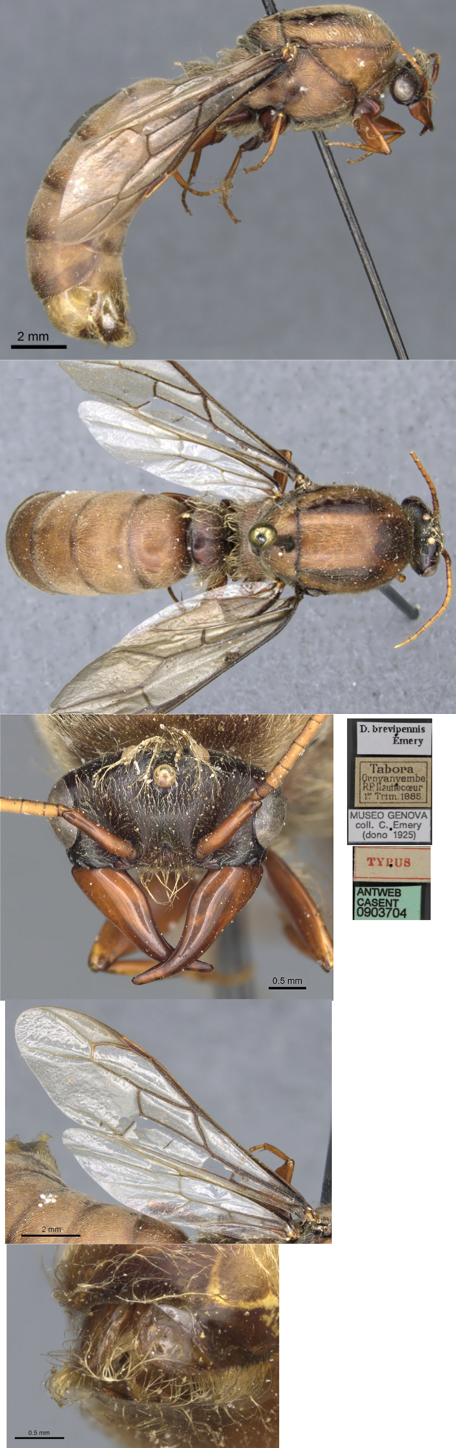 Dorylus brevipennis male