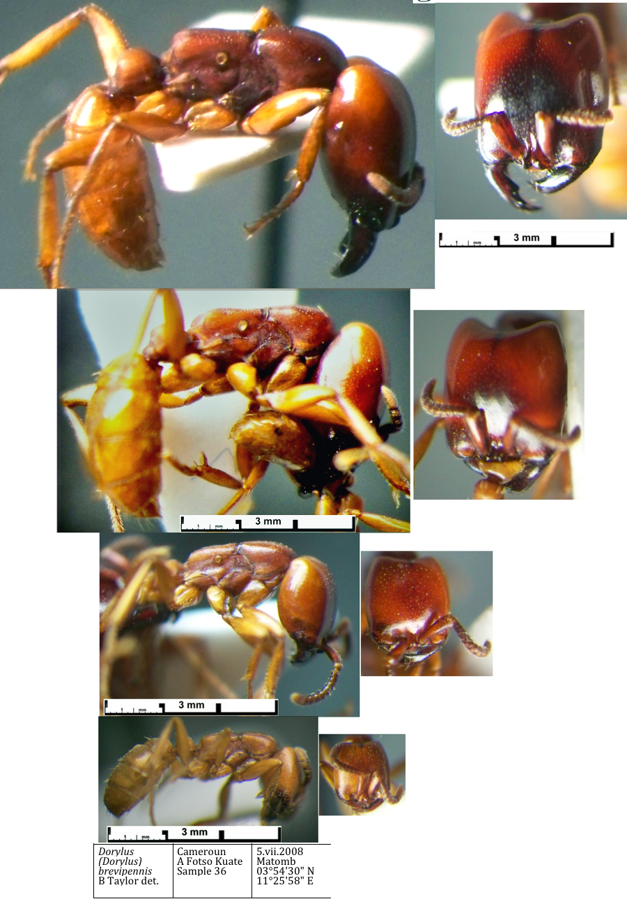 {Dorylus brevipennis polymorphism}