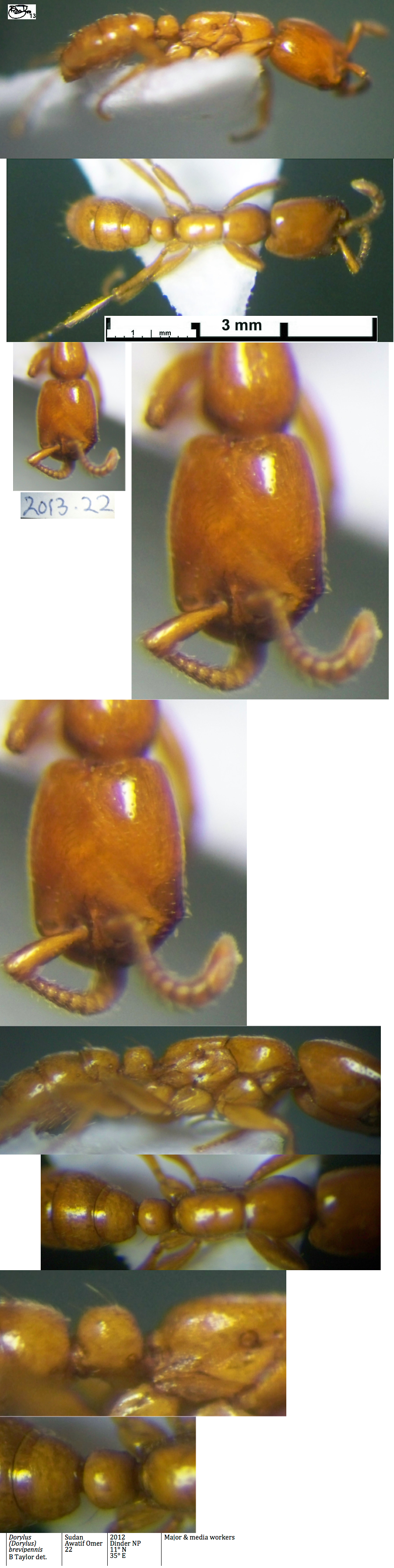 Dorylus brevipennis Minima