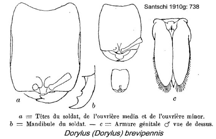 {Dorylus (D.) brevipennis zimmermanni}