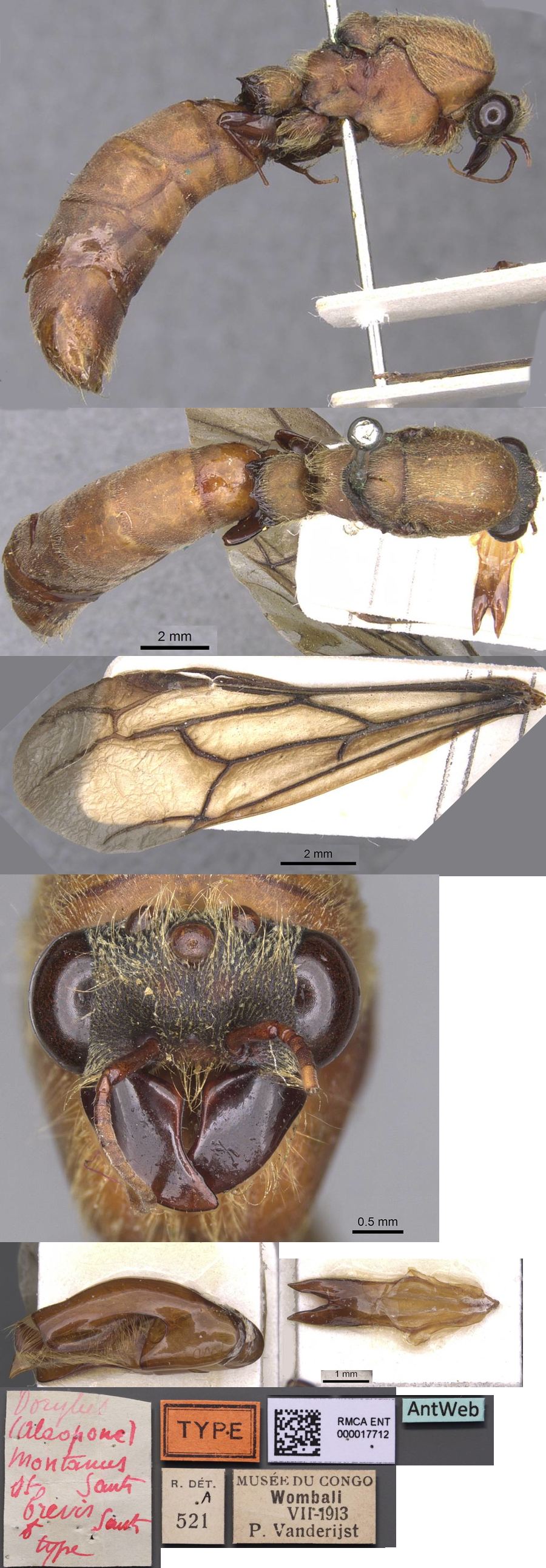 {Dorylus brevis holotype male}