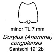 {Dorylus (Anomma) congolensis minor}