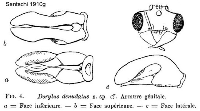 Dorylus denudatus