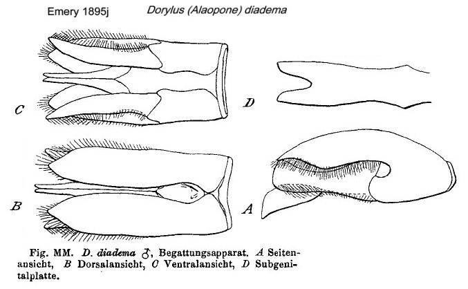 {Dorylus diadema male genitalia}