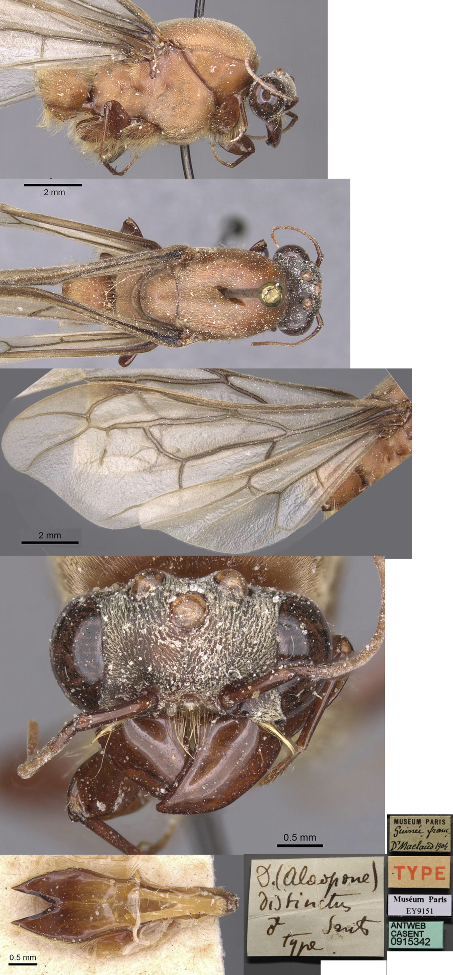 Dorylus distinctus male