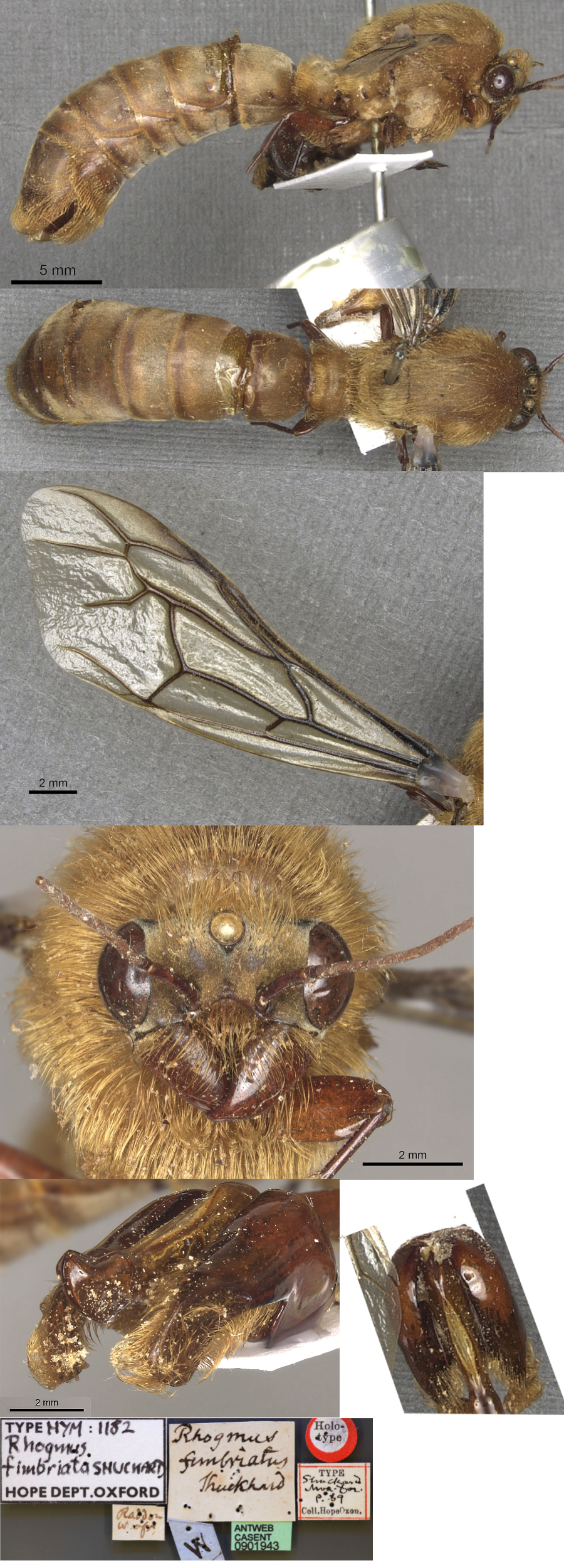 {Dorylus fimbriatus holotype male}