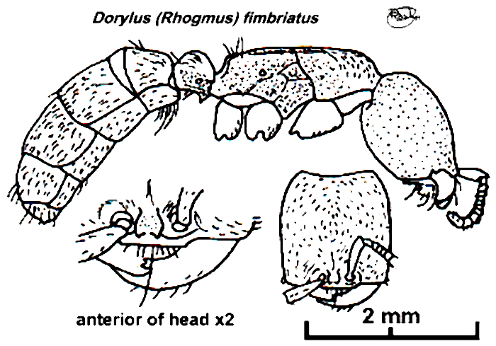 {Dorylus (Rhogmus) fimbriatus}