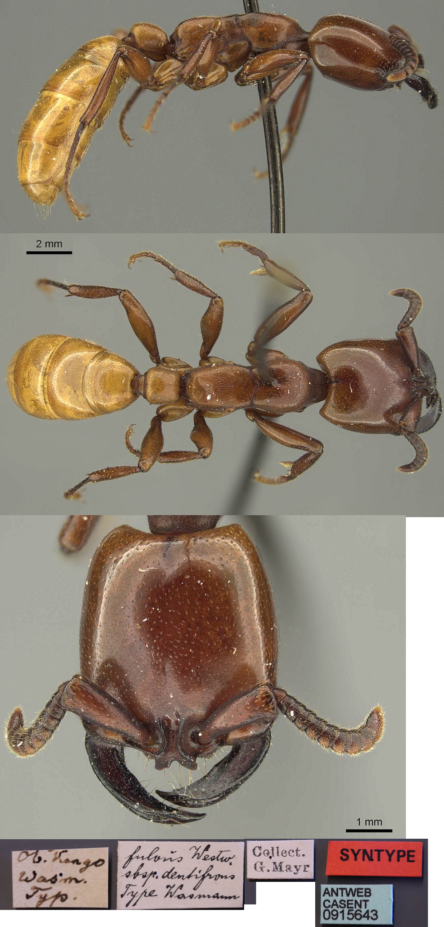 {Dorylus dentifrons holotype worker}